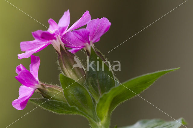 Red Campion (Silene dioica)