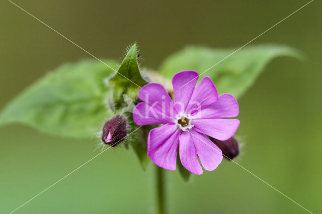 Campion (Silene dioica)