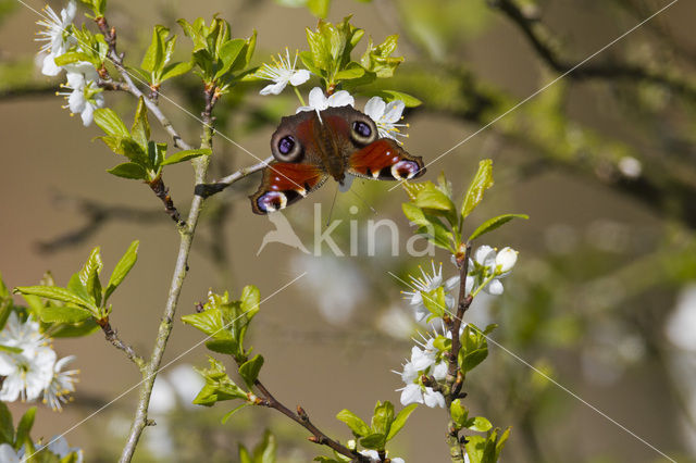 Dagpauwoog (Inachis io)