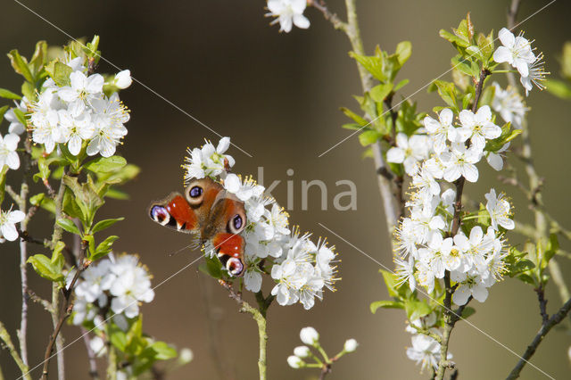 Dagpauwoog (Inachis io)