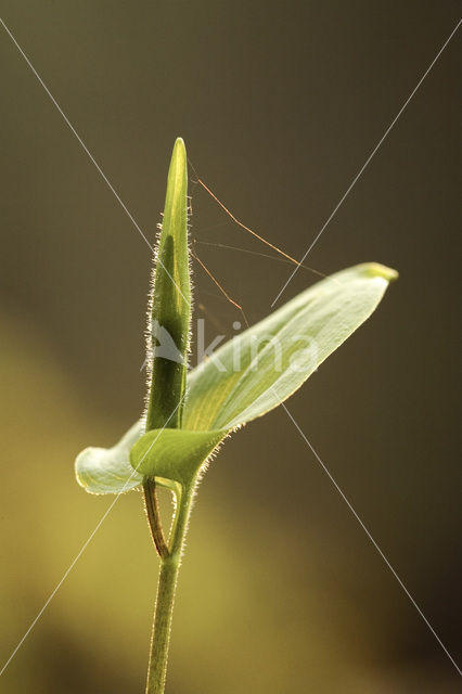 Dalkruid (Maianthemum bifolium)