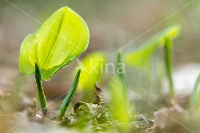 Dalkruid (Maianthemum bifolium)