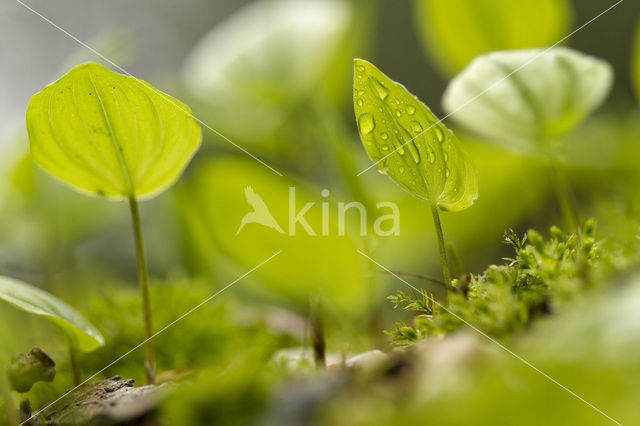 Dalkruid (Maianthemum bifolium)