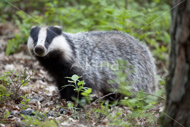 Badger (Meles meles)