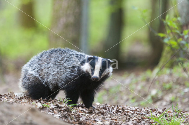 Badger (Meles meles)