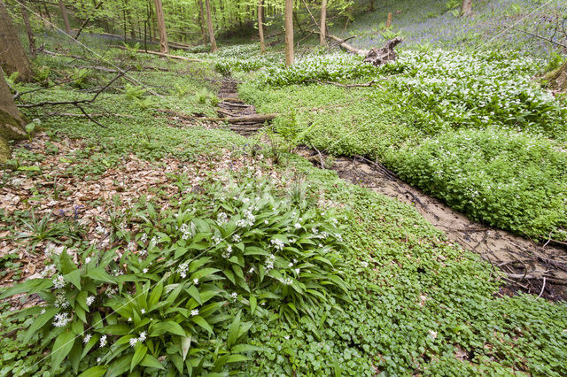 Ramsons (Allium ursinum)