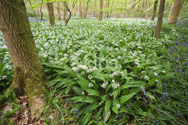 Ramsons (Allium ursinum)