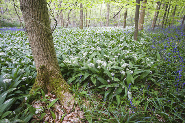 Daslook (Allium ursinum)