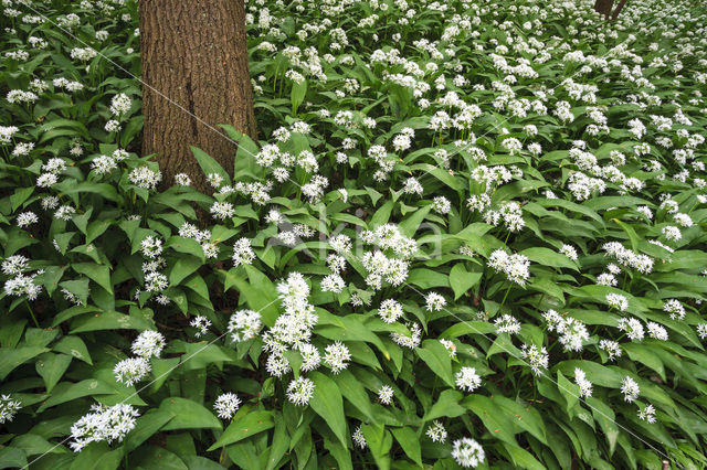 Daslook (Allium ursinum)