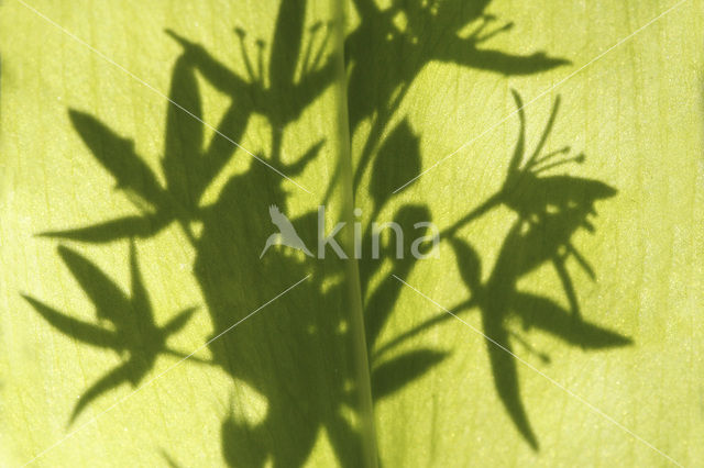 Ramsons (Allium ursinum)