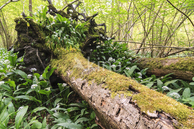 Ramsons (Allium ursinum)