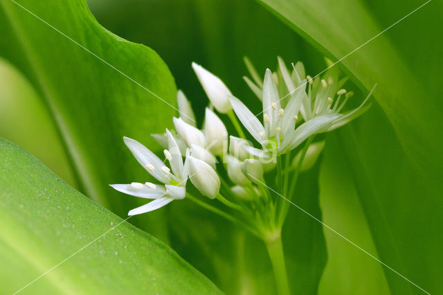 Daslook (Allium ursinum)