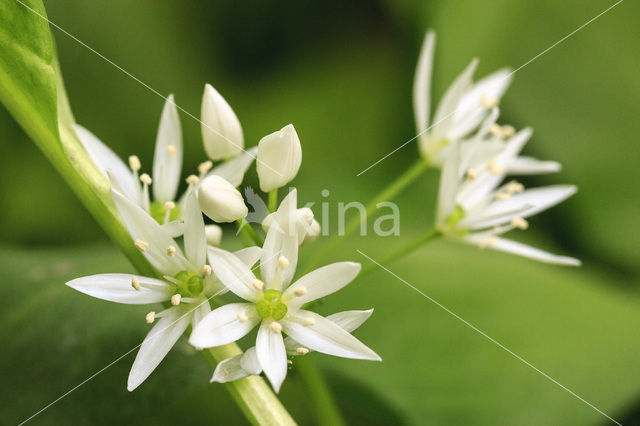 Daslook (Allium ursinum)