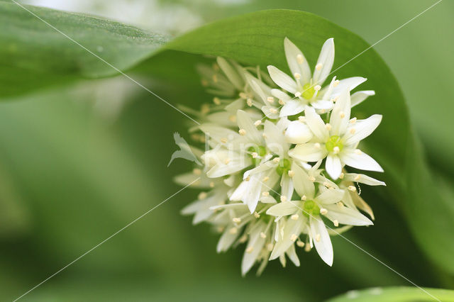 Daslook (Allium ursinum)