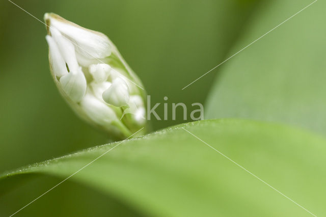 Daslook (Allium ursinum)