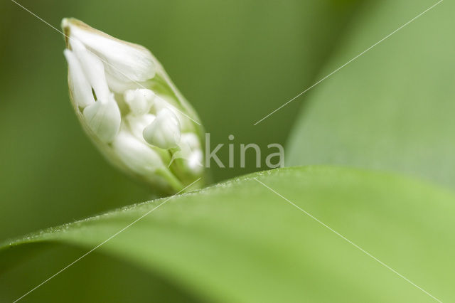 Ramsons (Allium ursinum)