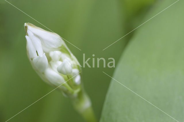 Ramsons (Allium ursinum)