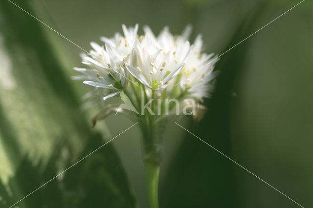 Daslook (Allium ursinum)