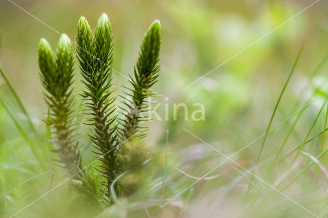 Fir Clubmoss (Huperzia selago)