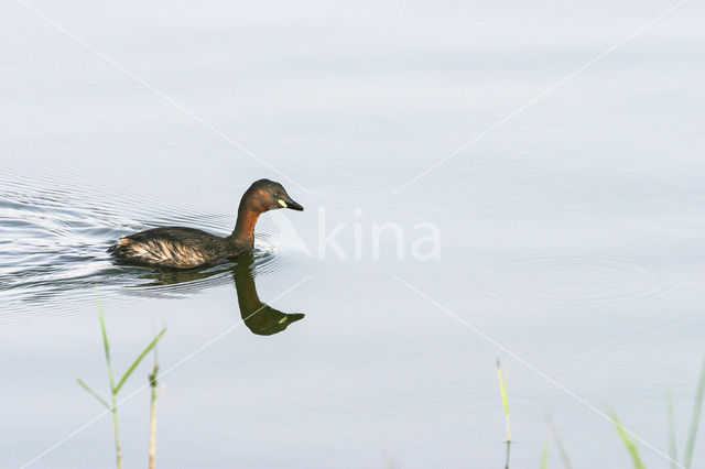 Dodaars (Tachybaptus ruficollis)