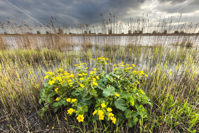 Marsh Marigold (Caltha palustris)