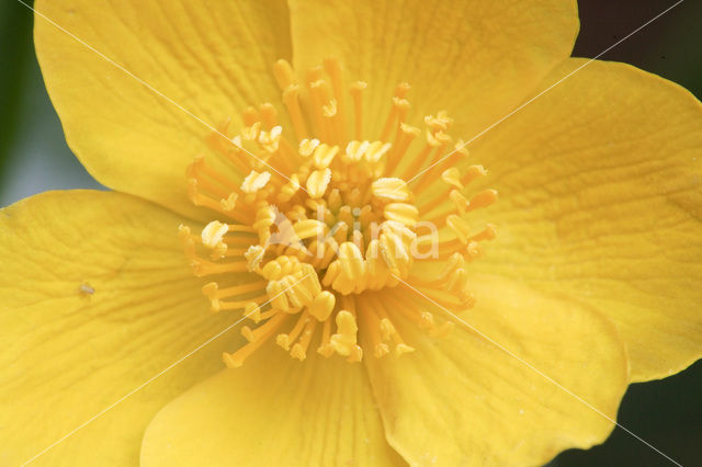 Marsh Marigold (Caltha palustris)