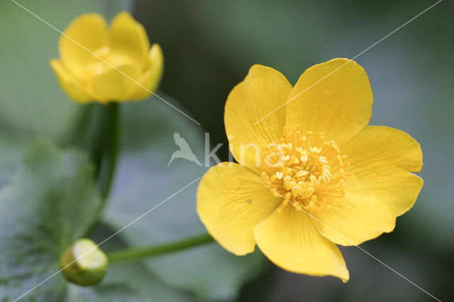 Dotterbloem (Caltha palustris)