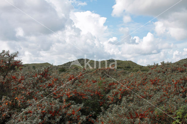 Sea-buckthorn (Hippophae rhamnoides)