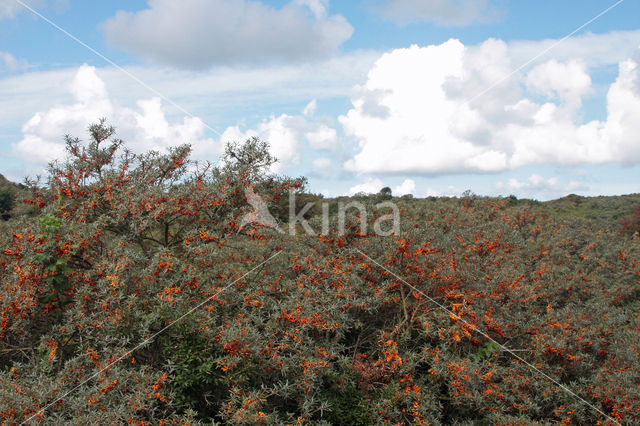 Sea-buckthorn (Hippophae rhamnoides)