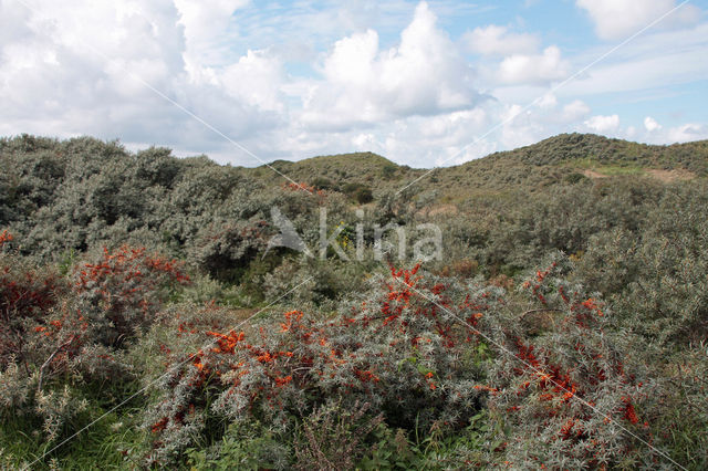 Sea-buckthorn (Hippophae rhamnoides)