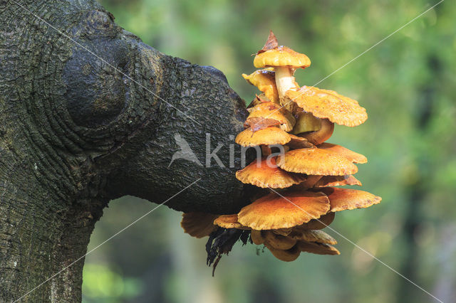 Echte honingzwam (Armillaria mellea)