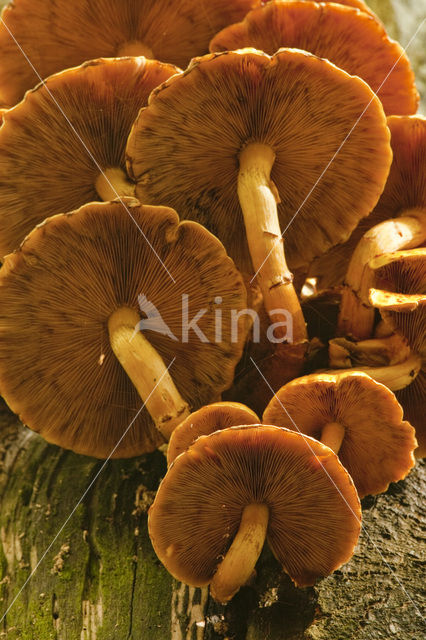 Echte honingzwam (Armillaria mellea)