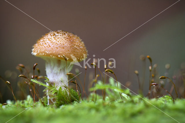 Echte honingzwam (Armillaria mellea)