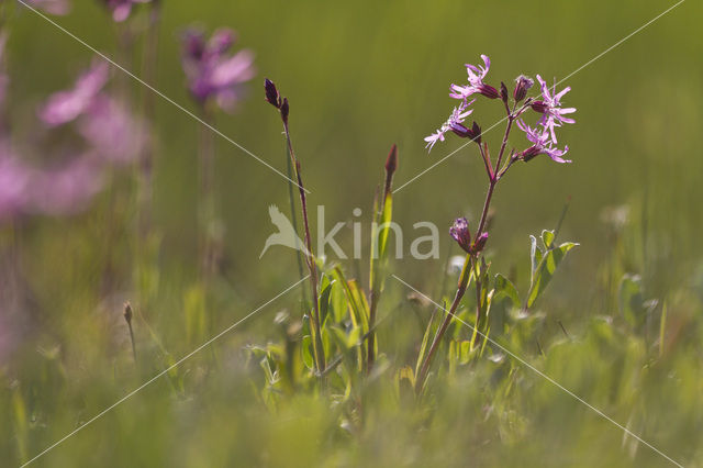 Ragged-Robin (Lychnis flos-cuculi)