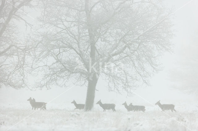 Red Deer (Cervus elaphus)