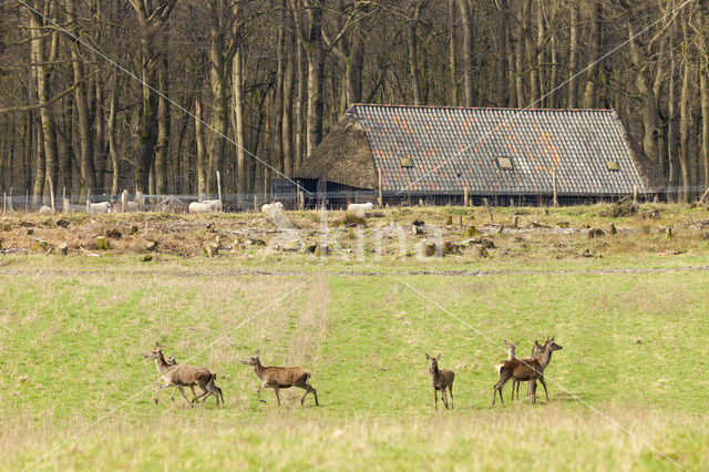 Red Deer (Cervus elaphus)