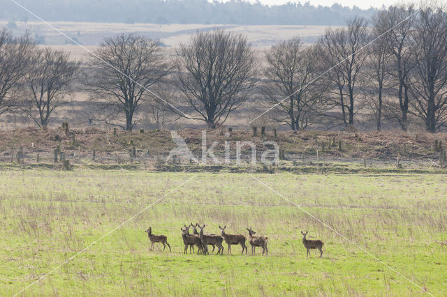 Red Deer (Cervus elaphus)