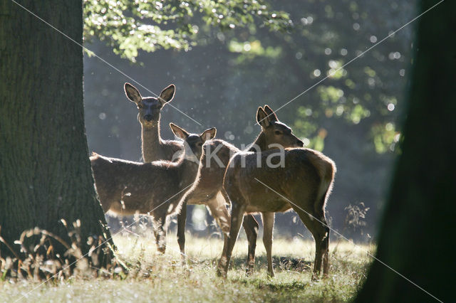 Red Deer (Cervus elaphus)