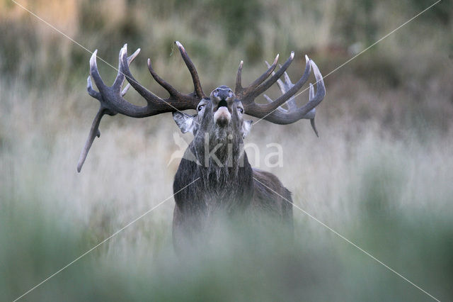 Red Deer (Cervus elaphus)