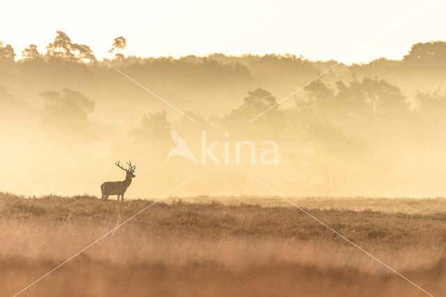 Red Deer (Cervus elaphus)