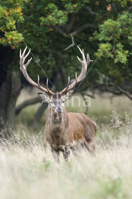 Red Deer (Cervus elaphus)