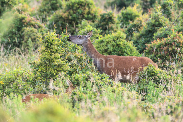 Red Deer (Cervus elaphus)