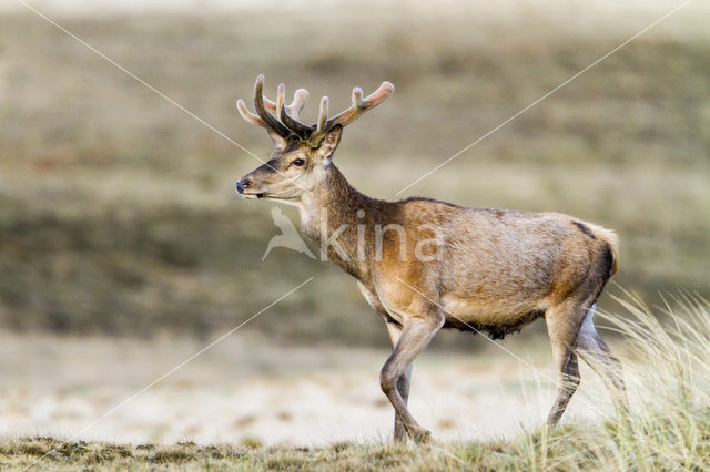 Red Deer (Cervus elaphus)