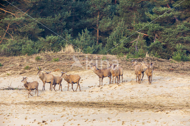 Edelhert (Cervus elaphus)