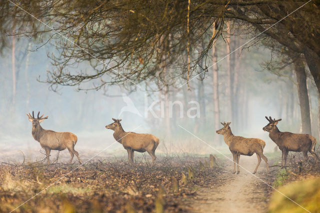 Edelhert (Cervus elaphus)