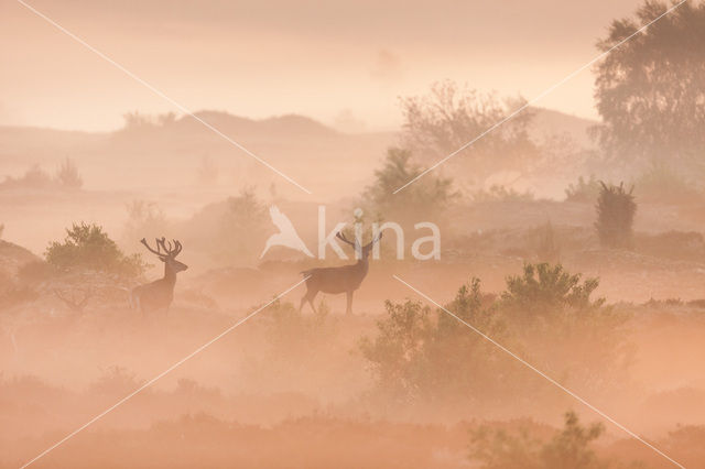 Red Deer (Cervus elaphus)