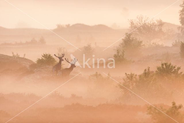 Red Deer (Cervus elaphus)