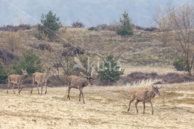 Edelhert (Cervus elaphus)