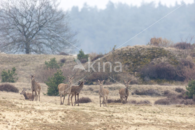 Red Deer (Cervus elaphus)