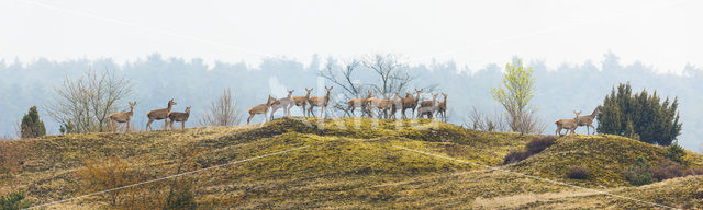 Red Deer (Cervus elaphus)